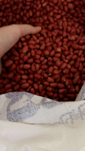 เมล็ดพันธุ์ถั่วลิสง 1กิโล ปลูกได้  กินได้