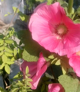 (KEMASAN PREMIUM) BIJI | BENIH BUNGA HOLLYHOCK PINK (isi -+100 butir)