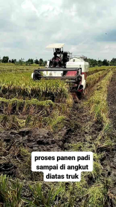 BENIH PADI SUPER SI DHENOK ORIGINAL KUALITAS MUTU TINGGI 1 KG