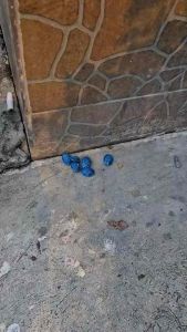 หนูมาโลน เหยื่อกำจัดหนูแบบเม็ด 500 กรัม