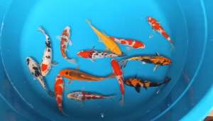 Japan Koi local breed Super Grade AA+  size 4-6”  13 pcs COMBO at 1488 including shipping