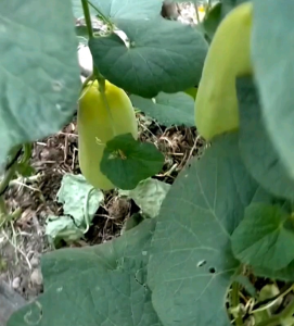 BIJI/BENIH TIMUN SURI SURINA KEMASAN REPACK