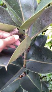 Tanaman Karet Kebo Merah atau Karet Merah (Ficus elastica)tinggi60+-80cm