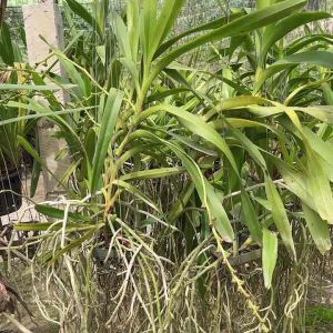 กุหลาบลอเรนเซีย กุหลาบชนิดนี้เป็นไม้พันธุ์แท้จากประเทศฟิลิปปินส์ที่มีความโดดเด่นเป็นอย่างมาก สี ดอก ความหอมให้ดอกช่วงเดือนสิงหาคม-กันยายน