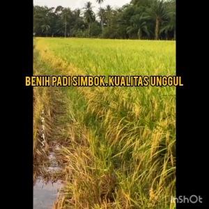 Benih padi Super SIMBOK GENJAH (turunan ke 2) berkualitas paket 1kg