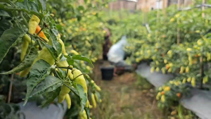 Pazlansae Gold 230 gl  isi500 ml  meningkatkan keberhasilan petani kbutihan kalium tercukupi sehinggal bakalan buah banyak dan tidak rontok.