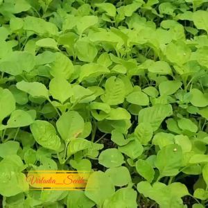 [Virladia Seeds] Biji Benih tanaman sayuran Bayam Hijau