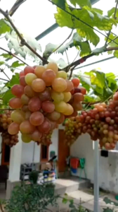 Spray Pupuk Booster Buah | Penyubur Dan Pelebat Buah | Aman Buat Tanaman | Ramah Lingkungan Pilihan Ukuran 250ml | 1 Liter | 1L Gratis 250ml