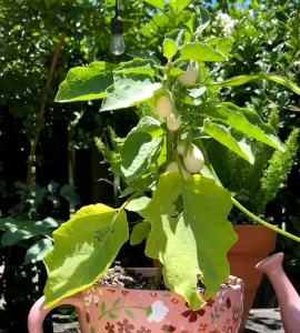 10 BUTIR BIJI/BENIH TERONG EASTER EGG/TERONG TELUR PUTIH