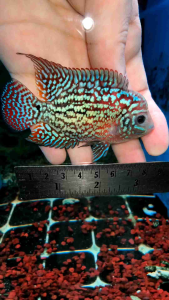 Flowerhorn Kamfa F2 Male Fish 3inch（Ikan Jantan Flowerhorn Kamfa F2 3 inci） 泰国金花F2（Kamfa Emas Thailand F2） Pellet Trained（Telah Dilatih Makan Pelet）