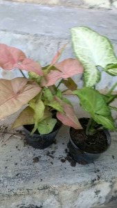 ต้นออมชมพู ต้นออมเงิน 1แถม1 จัดส่งแบบกระถางขนาด4นิ้ว