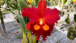 แคทรียาเพชรไพฑูรย์ กล้วยไม้สายพันธุ์แท้