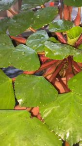 [ถูกดีส่งไว][สินค้าท้องถิ่น] ต้นกระจับเขาควายสวยงาม พืชไม้น้ำ ปลูกในตู้ปลา บ่อน้ำ บ่อดินโคลน เพาะพันธุ์ตามธรรมชาติได้