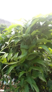 1Kg Thân & Lá Mơ Tươi Tự Nhiên - 1kg lá đã lặt sẳn - Lá Mơ Trơn - Lá Thúi Địt - Đống Gói Hút Ẩm ( chỉ Ship Ở Tỉnh miền Nam )