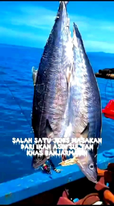 Ikan Asin Telang Tenggiri Khusus Daging (Tanpa Kepala dan Ekor) Kualitas Grade A Khas Tabanio