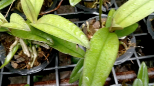 ม้าวิ่ง พันธุ์แท้