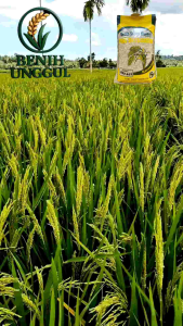 BENIH PADI UNGGUL 303 AGT SUPER PREMIUM 5KG