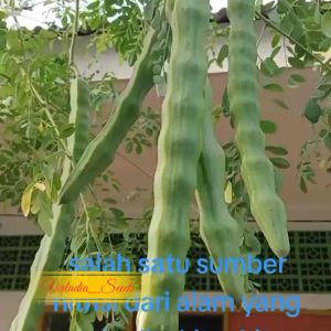 [Virladia Seeds] Biji Benih tanaman Pohon Kelor