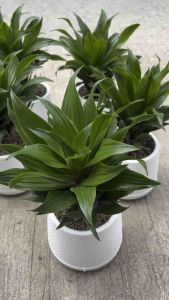 ต้นวาสนาเก้าชั้นเป็นต้นไม้มงคลส่งพร้อมกระถางมินิมอลสีขาว5.5 นิ้ว