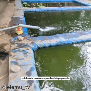 BlueCore Probiomax probiotik ikan penstabil air dengan tambahan Enzim Sebagai Bakteri Starter pada kolam ikan untuk Pengurai Amonia (Cocok untuk berbagai ikan spt : Ikan Gurame Ikan Lele Ikan Nila Ikan Patin dan Ikan Koi)