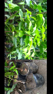 BATANG BESAR FREE PUPUK !! Bibit Jambu Air Citra Madu Deli Kingrose Kiojok TSG Taiwan Super Green Dalhari Black Kingkong