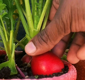20 BUTIR BIJI/BENIH LOBAK MERAH SCARLET GLOBE RADISH