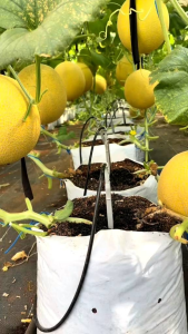 PROMO 150 BENIH MELON INTHANON GOLDEN SUPER MANIS