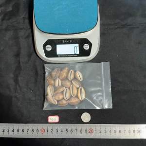 seashells หอยเบี้ย snow baby cowrie หอยนางรมหลังสูงสีดำ 50g สำหรับการตกแต่งบ้าน