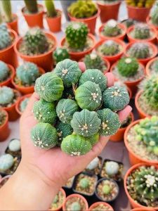 Astrophytum Asterias Seeding Seastar Type Asterias baby / 实生海星体星兜 水母星兜 星兜宝宝