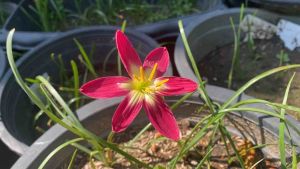 W.หัวดอกบัวดิน พลายแก้ว หัวละ 20 บาท