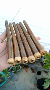 sedotan once pipa kayu kelor Jawa kombinasi kemuning gading B77