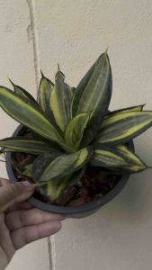 ลิ้นมังกรแคระ (Golden Hahnii) ส่งต้นลูก ไม้ฟอกอากาศ