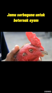 Jamu kesehatan ayam YELLOW VIT 500g herbal alami - tingkatkan nafsu makan ayam & ketahanan tubuh