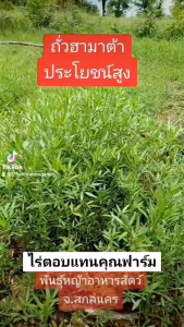 เมล็ดถั่วฮามาต้า 1 กก. รับประกันการงอก หญ้าฮามาต้า ถั่วฮามาต้า สติโลโอสันเมล็ดและท่อนพันธุ์หญ้าอาหารสัตว์