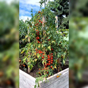 BENIH TOMAT CHERRY MERAH IMPORT (KEMASAN ORIGINAL)