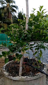 กิ่งพันธุ์มะนาวแป้นรำไพส่งจากบ้านพ้ว 3 กิ่ง ทุกวัย แบบตุ๊กตอน