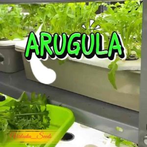 [Virladia Seeds] Biji Benih tanaman Arugula Rocket