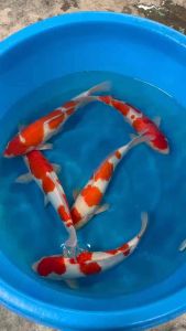 🇯🇵 Japan Momotaro Jumbo Tosai Kohaku 38–43cm · RM1950 per Koi · Japan Bloodline
