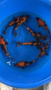 🇯🇵 Japan Shinoda Farm Hi Utsuri 30cm++ · Japan Bloodline · RM1180 per koi