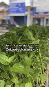 paket combo biji benih cabe rawit hijau unggul /cengek>banyak pilihan