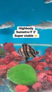 INDONESIA TIGER IT 4BAR HIGH BODY RARE