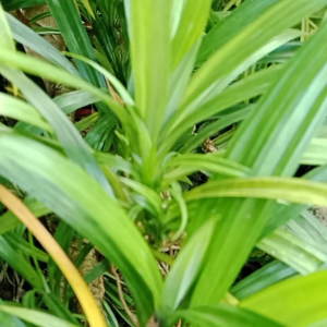 Daun pandan wangi segar