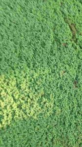 azolla microfpylla 1 kg bibit tanaman azolla super