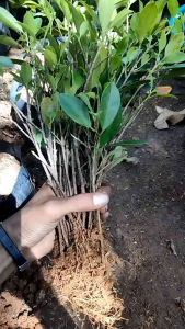 Bonsai Bibit Kimeng Murah uk+-25cm paket 50 Pohon Free 10
