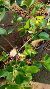 Bonsai Kimeng Pugagan Murah Uk Setang Motor