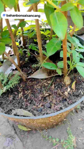 Bibit Bonsai Sancang Tinggi 20-35cm Paket Hemat 10 +1Free