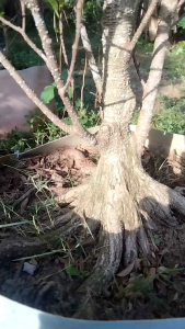 Bonsai Kimeng Prokar Murah Limited SIZE Sedang