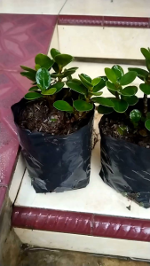 Bonsai Dolar Mangkok Micro UK Sedang Murah