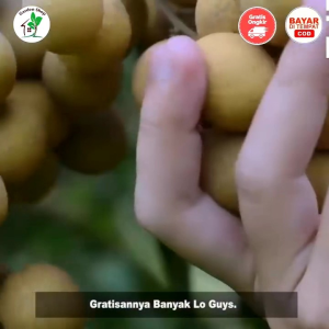 Bibit Kelengkeng Matalada🌱 Kelengkeng ini Bijinya Yang Memiliki Ukuran Sangat Kecil Seukuran Lada Sehingga Disebut Matalada.Kelengkeng ini Termasuk Jenisnya Yang Genjah/Sudah Berbuah Pemesanan Bisa COD Bayar Dirumah