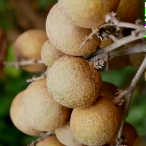 Bibit Kelengkeng New Kristal 🌱 Hasil Okulasi Dijamin Sudah Berbuah Mempunyai Daging Tebal Biji Kecil Bisa ditanam Dan Berbuah Dalam Pot (COD) Seluruh Indonesia